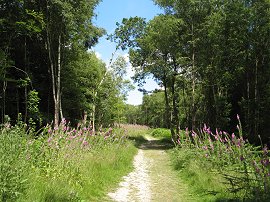 Scords Wood